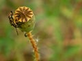 Mimicry of a beetle on an overblown poppy flower