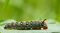 Mimicry false head of caterpillar Royalty Free Stock Photo