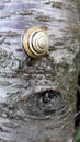 Mimicry Of Snail On The Bark Of A Tree