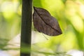 Mimicry tropical butterfly Kallima Paralekta Royalty Free Stock Photo