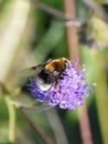 Mimicry Volucella bombylans hoverfly like bumblebee