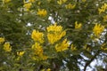 Mimosa Acacia dealbata silver or blue acacia in Adler Arboretum Southern Cultures. Yellow fluffy flowers on blurred Royalty Free Stock Photo