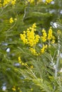 Mimosa Acacia dealbata silver or blue acacia in Adler Arboretum Southern Cultures. Yellow fluffy flowers on blurred Royalty Free Stock Photo