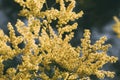 Mimosa, acacia yellow flower. Springtime background. Royalty Free Stock Photo