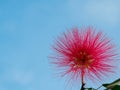 Mimosa Albizia julibrissin foliage and flowers isolated on dark background