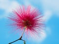 Mimosa Albizia julibrissin foliage and flowers isolated on dark background