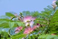 Mimosa Albizia julibrissin foliage