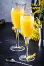 Mimosa alcohol cocktail with orange juice and cold dry champagne or sparkling wine in glasses, gray bar counter background with