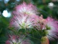 Mimosa bloom Royalty Free Stock Photo