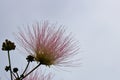 Mimosa blooms against the