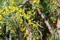 Mimosa blooms in a city park in Israel