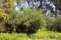 Mimosa blooms in the city park