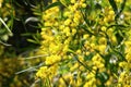 Mimosa blooms in the city park