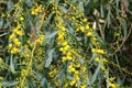 Mimosa blooms in a city park in Israel