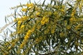 Mimosa blooms in a city park in Israel