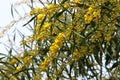 Mimosa blooms in a city park in Israel