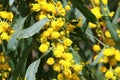 Mimosa blooms in a city park in Israel