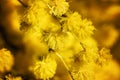 Mimosa Blooms Royalty Free Stock Photo