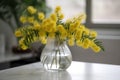 mimosa blooms in delicate glass vase