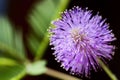 Mimosa blossom