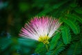 Mimosa blossom nestled in green leaves - closeup and room for copy - beautiful pink and yellow flower