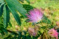 Mimosa blossom Royalty Free Stock Photo