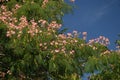 Mimosa Blossoms Royalty Free Stock Photo