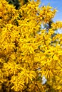 Mimosa blossoms in a city park on a spring day Royalty Free Stock Photo