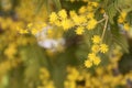 Mimosa blossoms. Spring awakening.