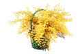 Mimosa bouquet isolated. Royalty Free Stock Photo