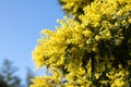 Mimosa branch in bloom