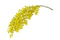 Mimosa branch isolated.