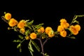 Mimosa branch with yellow flowers isolated on black