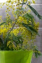 Mimosa brunch with flowersand green leaves in green vase. Yellow flowers in green flower pot. Blossom concept. Royalty Free Stock Photo