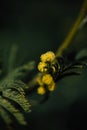 Mimosa close-up / detail of yellow flowers, Tanneron, France