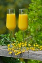 Mimosa cocktail