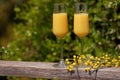 Mimosa cocktail Royalty Free Stock Photo