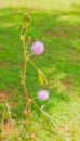 Mimosa diplotricha is a species of leguminous woody shrub native to the Neotropics. It is an invasive species