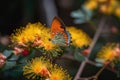 mimosa flower in bloom, surrounded by colorful butterflies Royalty Free Stock Photo