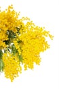 Mimosa flower blossom isolated on white background Royalty Free Stock Photo