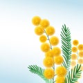 Mimosa flower branch close up vector illustration