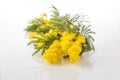 Mimosa flower bunch on white Royalty Free Stock Photo
