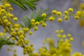 Mimosa flower close up with green leaves against unfocused background. Yellow flowers. Blossom concept. Bright blooming plant. Royalty Free Stock Photo