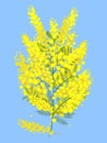 Mimosa flower on green branch, blue background