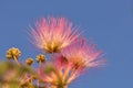 Mimosa flower Royalty Free Stock Photo