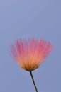 Mimosa flower Royalty Free Stock Photo