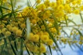 Mimosa flower on a tree photo