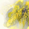 Mimosa flower watercolor