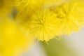 Mimosa flowers acacia dealbata in bloom. Symbol of international womens day March 8. Silver wattle or blue wattle Royalty Free Stock Photo