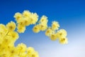 Mimosa flowers cloose up Royalty Free Stock Photo